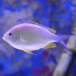 Green Chromis
