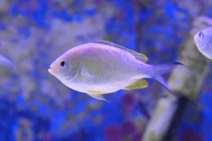 Blauwgroen juffertje