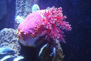 Pseudocolochirus violaceus