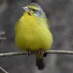 Yellow-fronted Canary