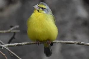 Mozambiquesijs