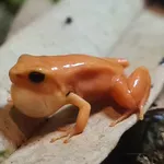 Golden Mantella