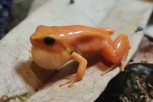 Gouden mantella