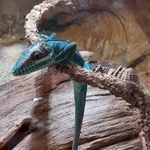 Holguin Anole