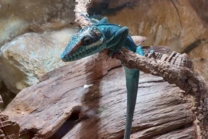 Holguin Anole