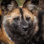 African Wild Dog