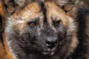 Afrikaanse Wilde Hond