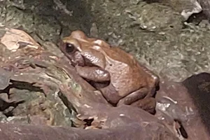 Spotted Toad