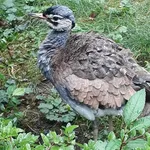 White-bellied Bustard