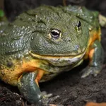 Bullfrog