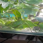 Giant Katydid