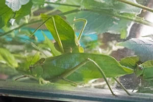 Giant Katydid