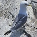 Black-legged Kittiwake