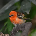Red Fody