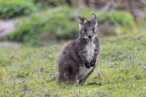 Wallaroo