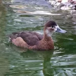 Southern Pochard