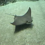 American Cownose Ray