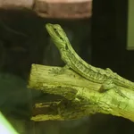 Western Bearded Dragon