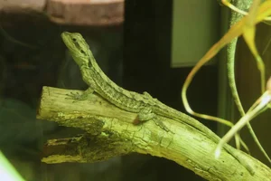 Western Bearded Dragon