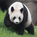 Giant Panda