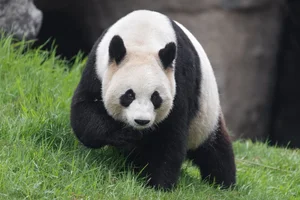 Reuzenpanda