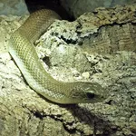 Blonde Hognose Snake