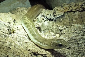 Blonde Hognose Snake