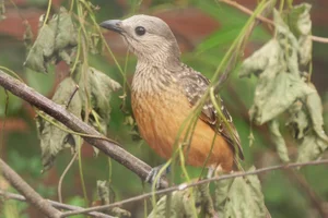 Okerbuikprieelvogel