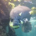 Antillean manatee, Caribbean manatee