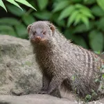 Banded Mongoose