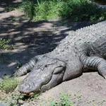 American Alligator