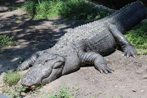 Amerikaanse alligator