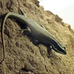 Borneo Skink