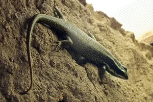 Borneo Skink