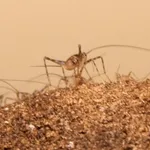 Phaeophilacris bredoides