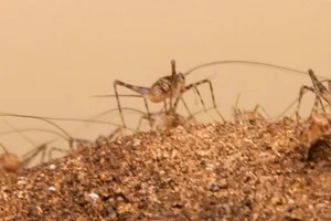 Phaeophilacris bredoides