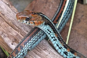 San Francisco garter snake