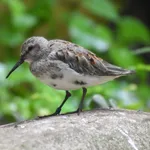 Dunlin