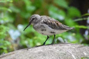 Bonte strandloper