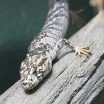 Pink-tongued Skink