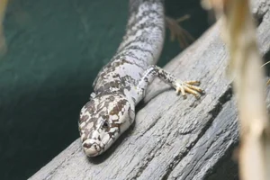 Cyclodomorphus gerrardi