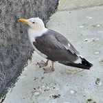 Lesser Black-backed Gull
