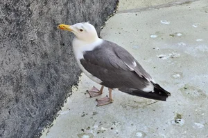 Kleine mantelmeeuw