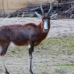 Blesbok