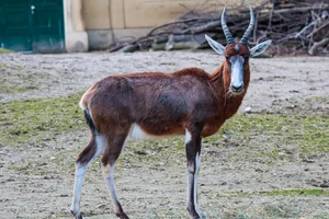Blesbok