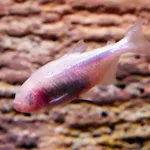 Mexican Tetra