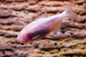 Mexicaanse tetra