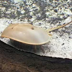 Horseshoe Crab