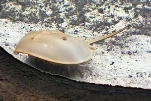 Horseshoe Crab