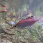 Longspine Snipefish